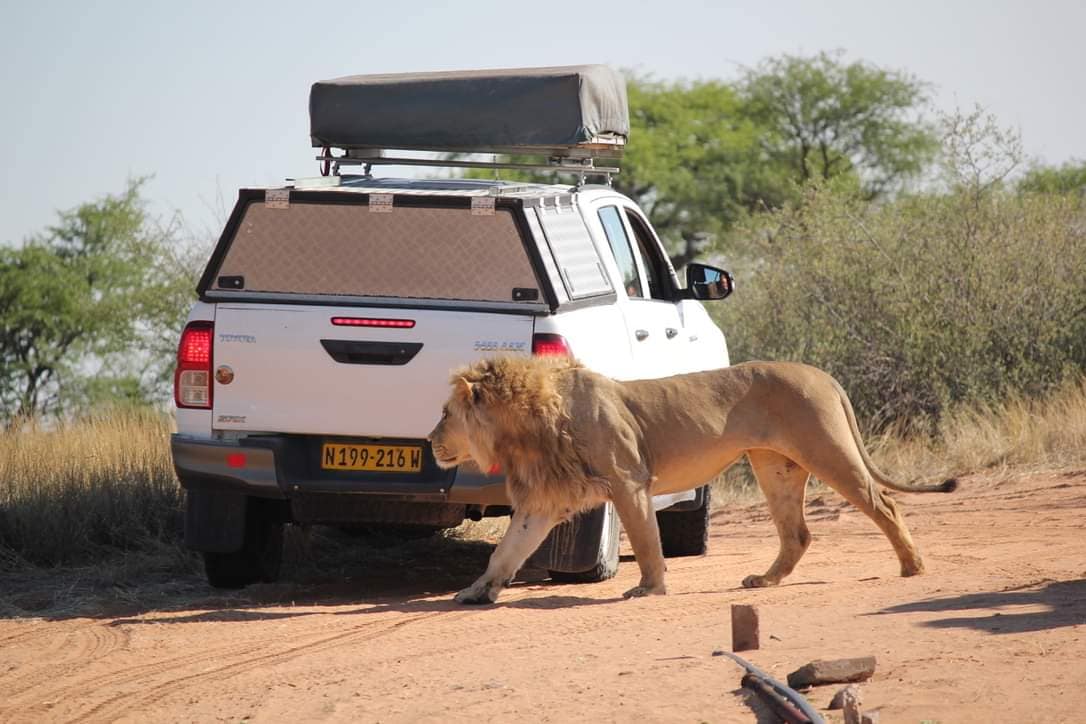 Aloe 4x4 car hire lion